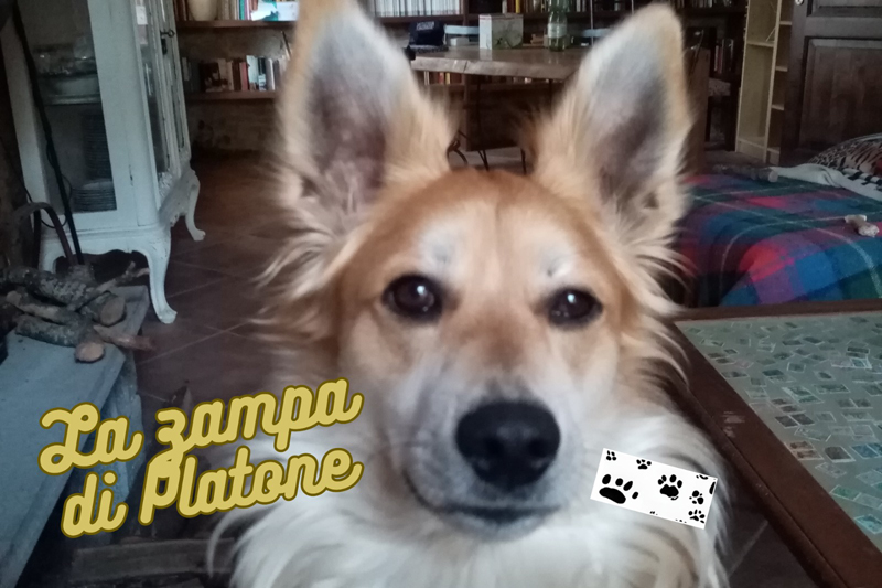 Blog La zampa di Platone